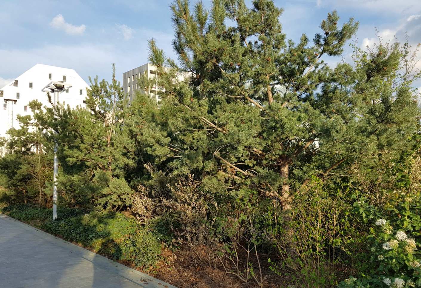 plantes d'hiver dont épineux