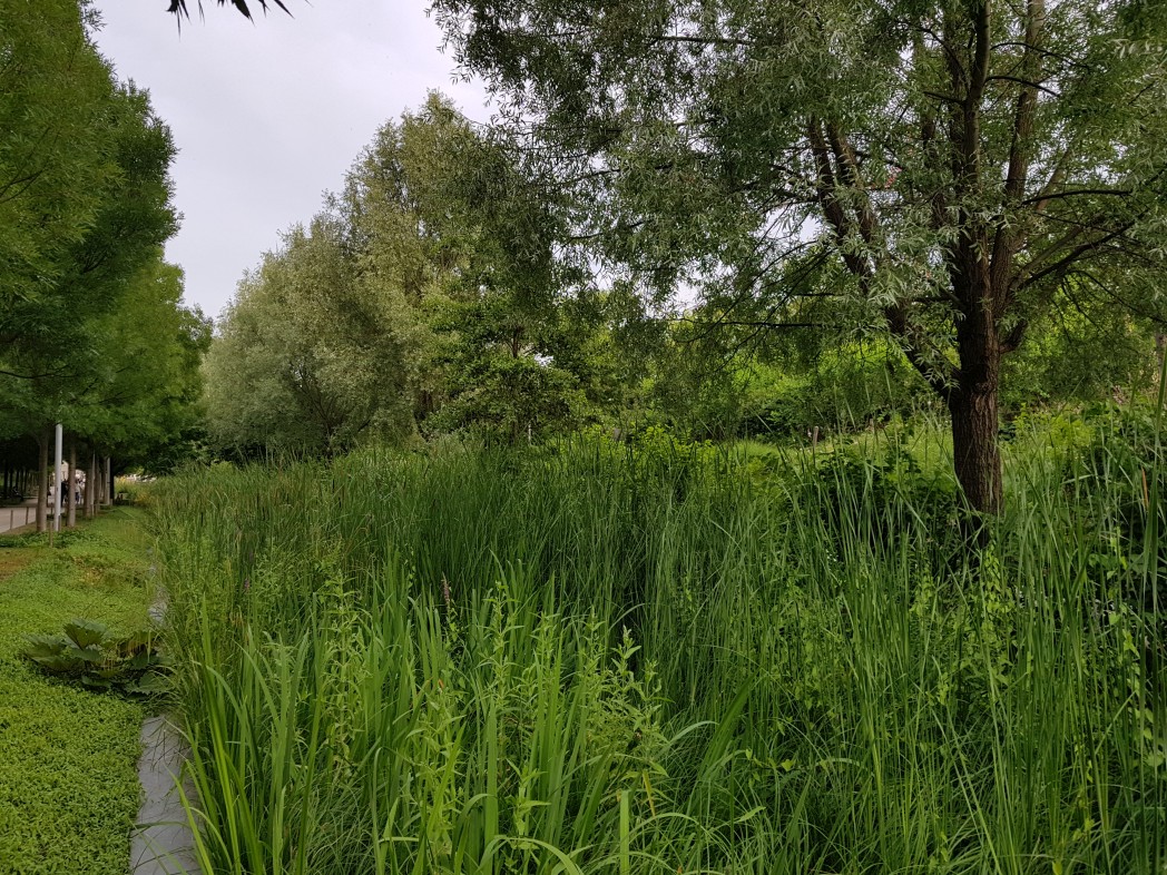 Le fossé humide