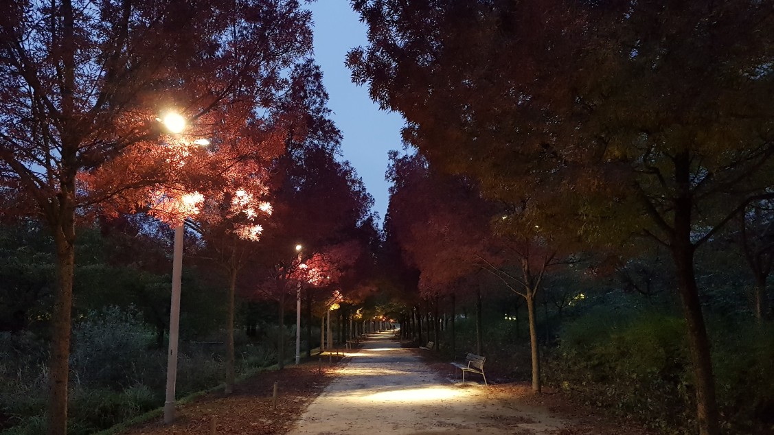 L'automne au Parc Martin Luther-King à la tombée de la nuit