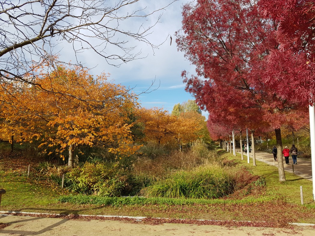 Le foss humide du parc Martin Luther-King