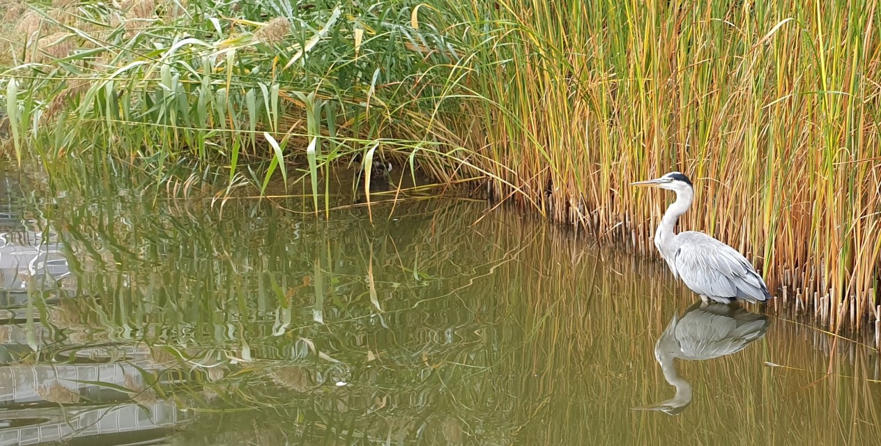 Un héron surveille les poissons