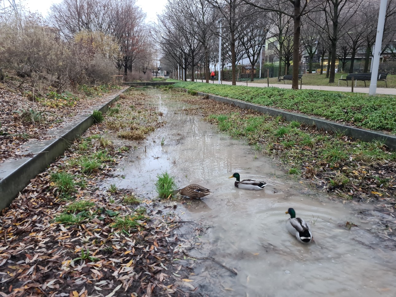 Le foss humide avec des canards.