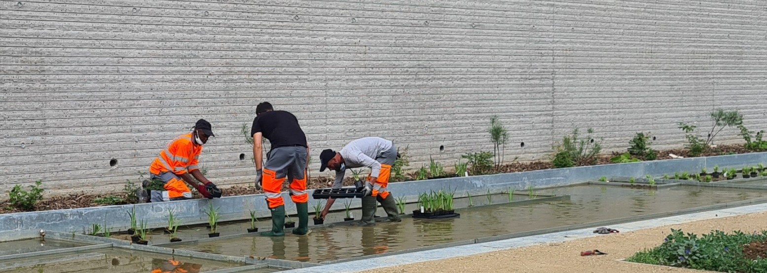 Les plantes aquatiques.