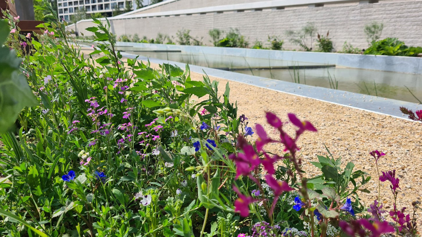 Fleurs champètres.