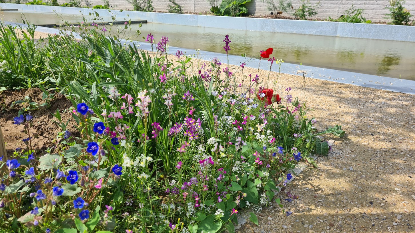 Fleurs champètres.