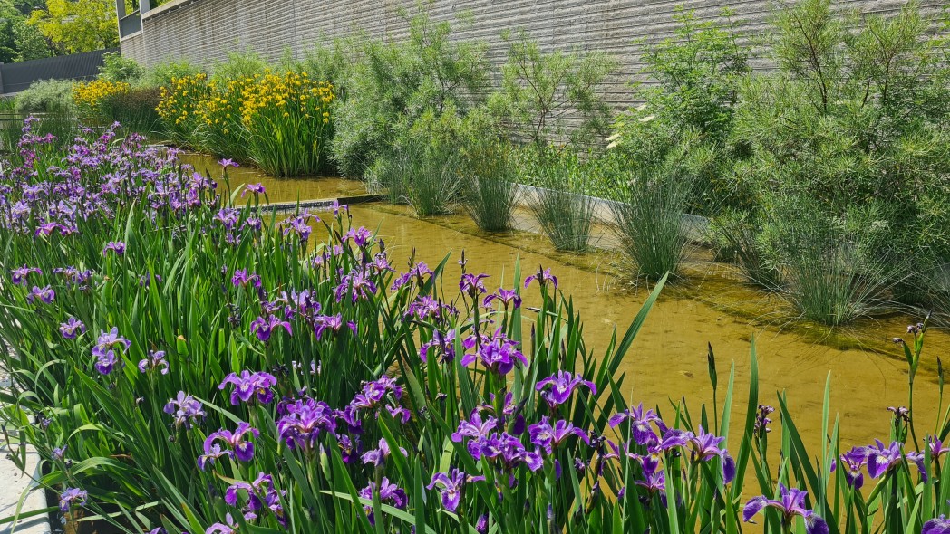 Fleurs champètres.