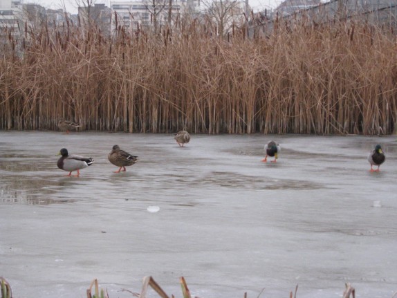 Canard sur le lac