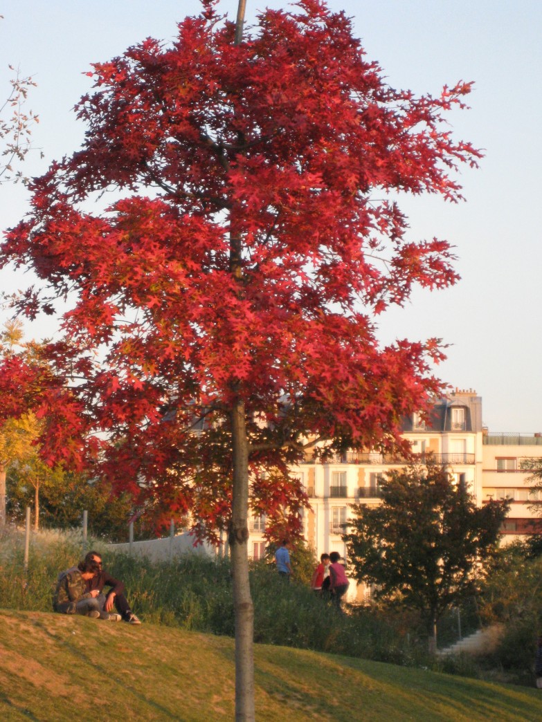 Le parc en Automne