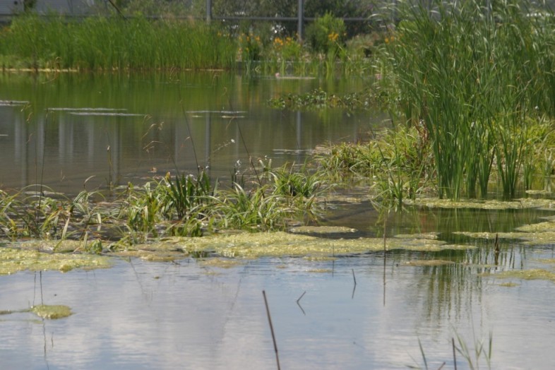 Marais