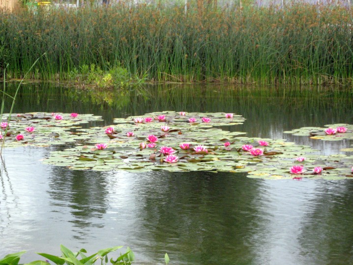 Nenuphars