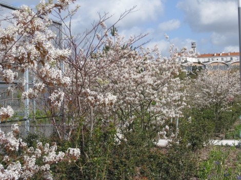 Le Printemps