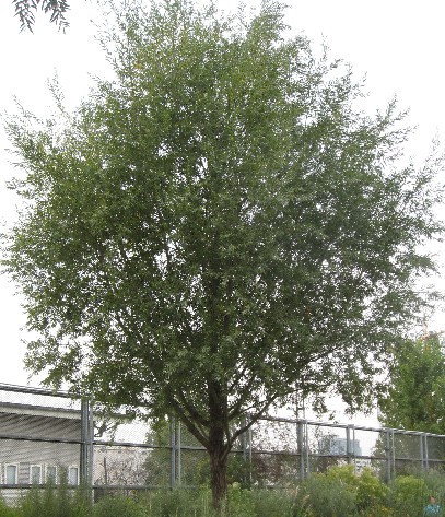 arbre à croissance rapide arbres a pousse tres rapide quel arbre croissance rapide me conseillez vous r solu catalpa arbre à croissance rapide arbres a pousse tres rapide quel arbre croissance rapide me conseillez vous r solu catalpa