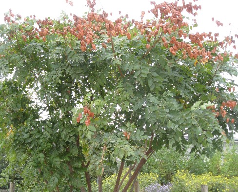 arbre Savonnier